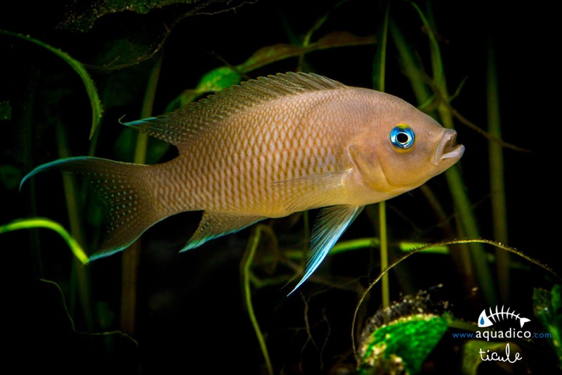 Neolamprologus marunguensis